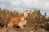 COCKER ANGLAIS (English Cocker Spaniel)